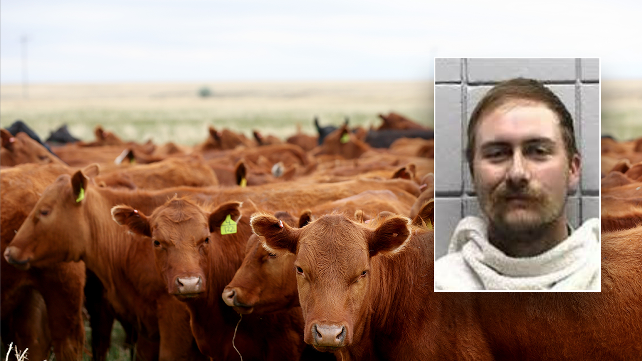 Texas man charged with cattle theft after buying 77 head on bad checks Texas man charged with cattle theft after buying 77 head on bad checks