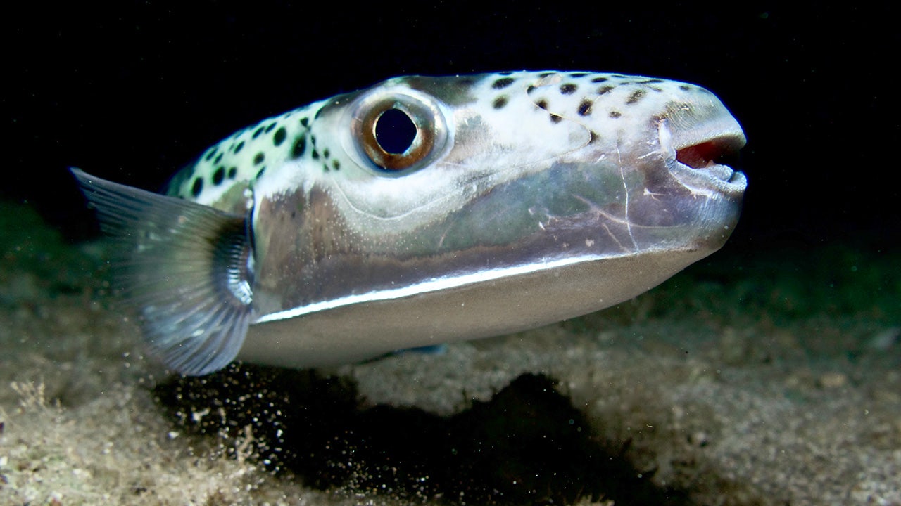 Silver-cheeked toadfish invades Mediterranean with toxic bone-crushing bite Silver-cheeked toadfish invades Mediterranean with toxic bone-crushing bite