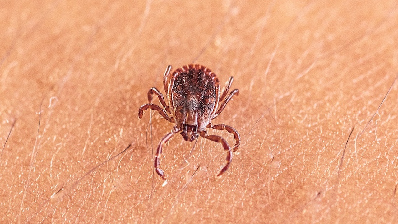 Scientists discover new tick-borne virus after testing thousands of patients with mysterious illnesses Scientists discover new tick-borne virus after testing thousands of patients with mysterious illnesses