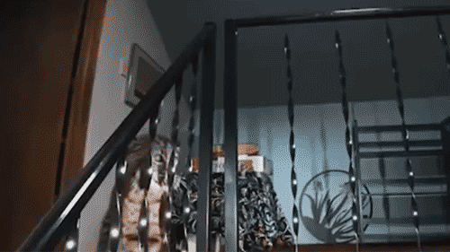 Washington homeowner hears mysterious banging, calls 911 before police find growling bobcat at top of stairs