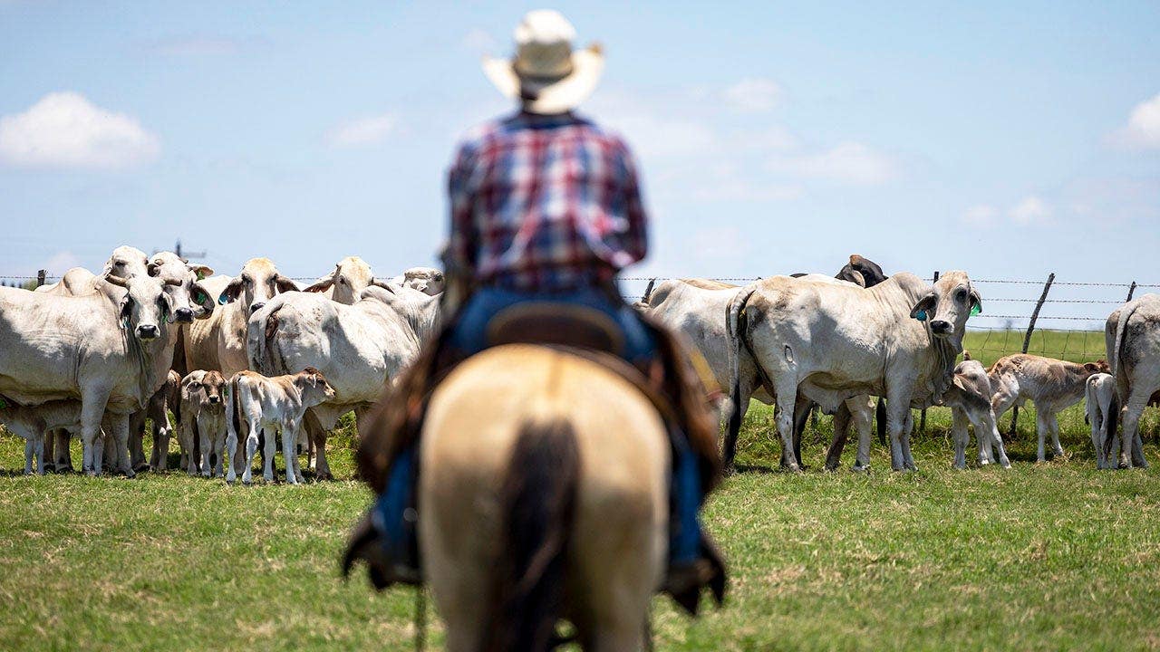 ‘Why would he do this to us?’: Trump’s foreign beef push is hurting his base, Republicans warn ‘Why would he do this to us?’: Trump’s foreign beef push is hurting his base, Republicans warn