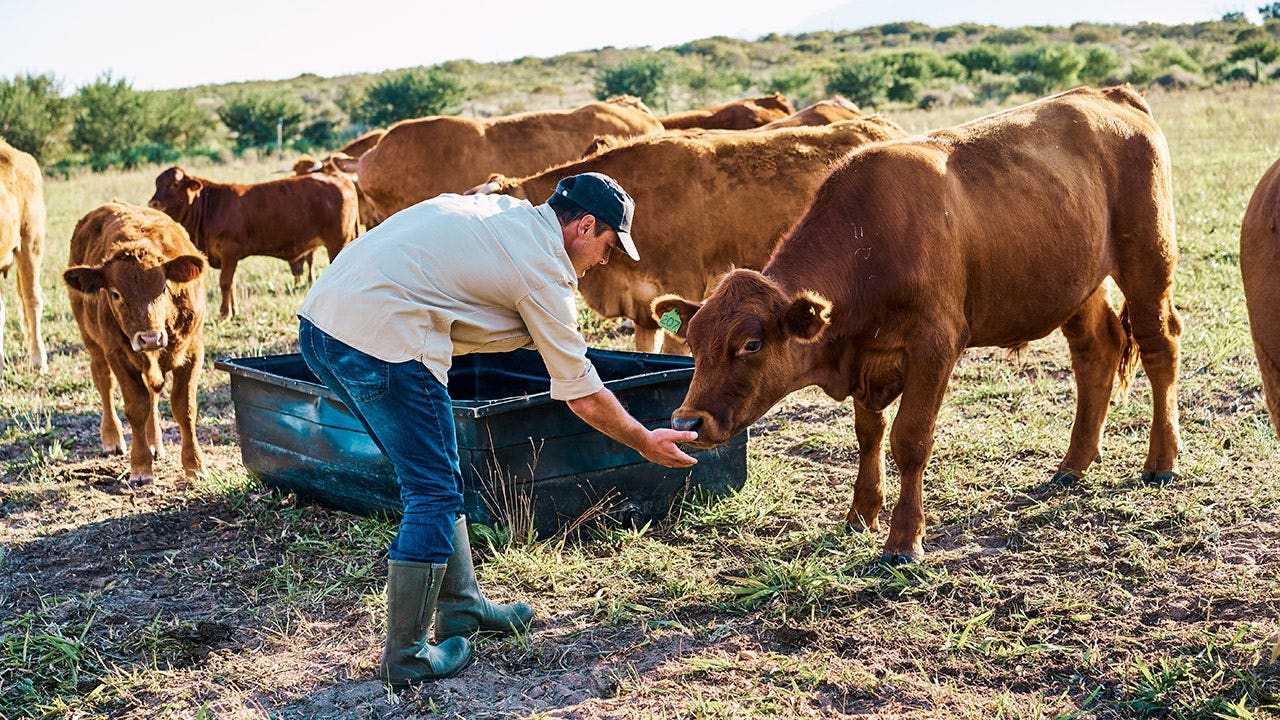 America’s beef supply shrinks as cattle farmer warns ‘the numbers are just not here anymore’ America’s beef supply shrinks as cattle farmer warns ‘the numbers are just not here anymore’