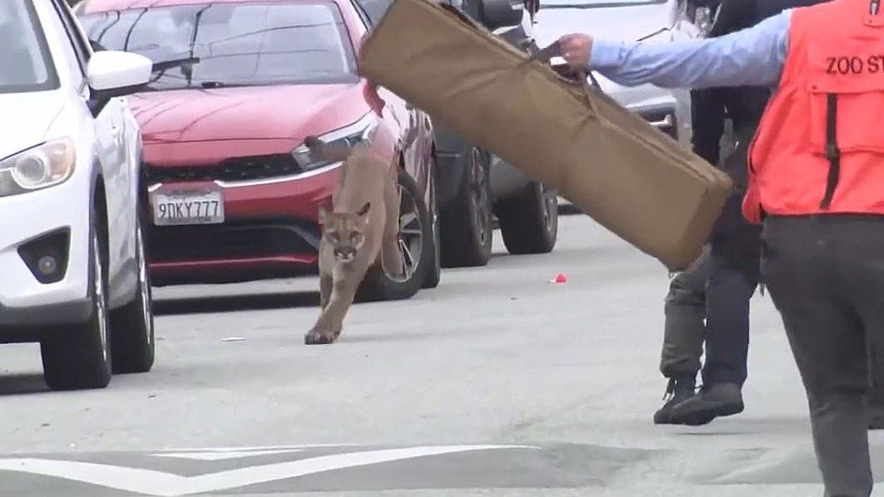 Mountain lion caught on camera evading capture in San Francisco before being tranquilized, released Mountain lion caught on camera evading capture in San Francisco before being tranquilized, released