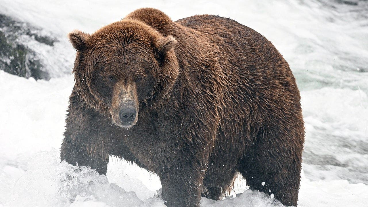 Fat Bear Week bracket is set: meet the heavyweights, underdogs and defending champ in this year’s tournament