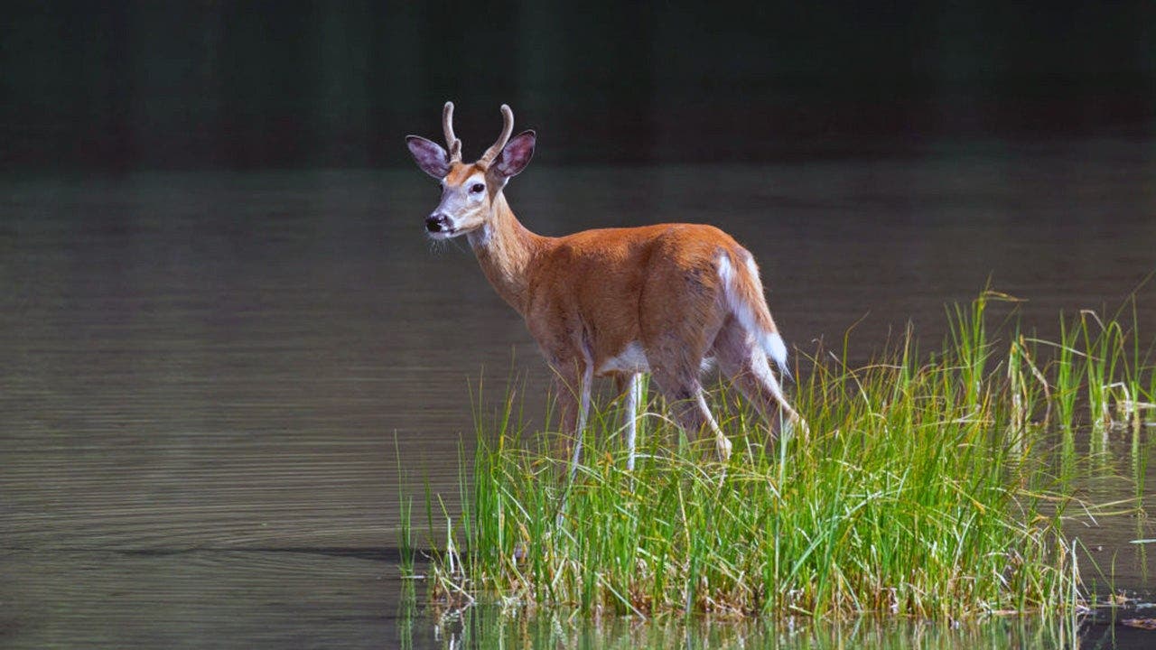 Bass angler couldn’t use LiveScope, so he followed whitetail deer to find the fish instead Bass angler couldn’t use LiveScope, so he followed whitetail deer to find the fish instead