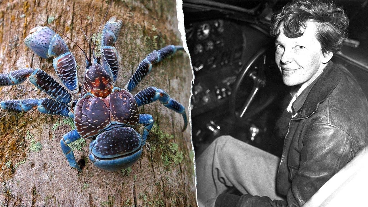 Amelia Earhart search team forced to dodge coconut crabs by sleeping on ship