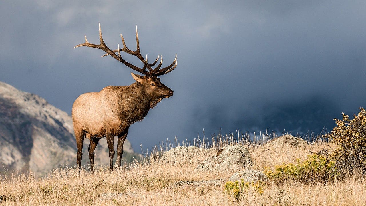 Two massive elk lock antlers in feisty Colorado fight captured on stunning wildlife footage