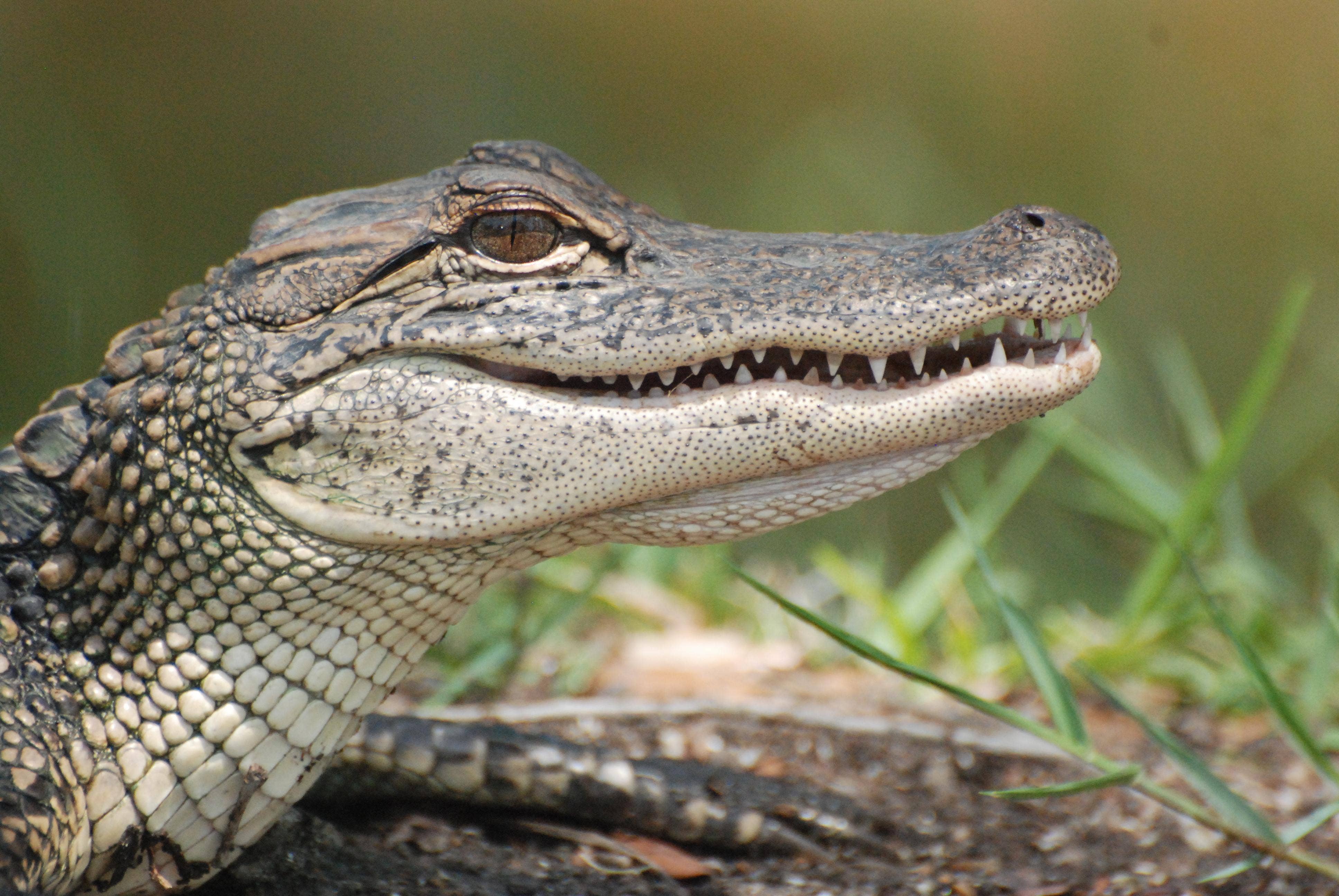 Aligator. Аллигатор. American Alligator. Аллигаторовые крокодилы. Аллигатор фото.