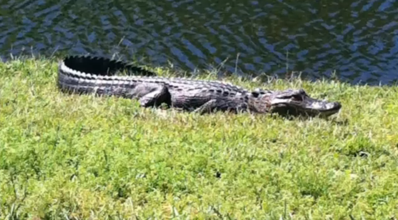 Gruesome Florida Gator Discovery | News